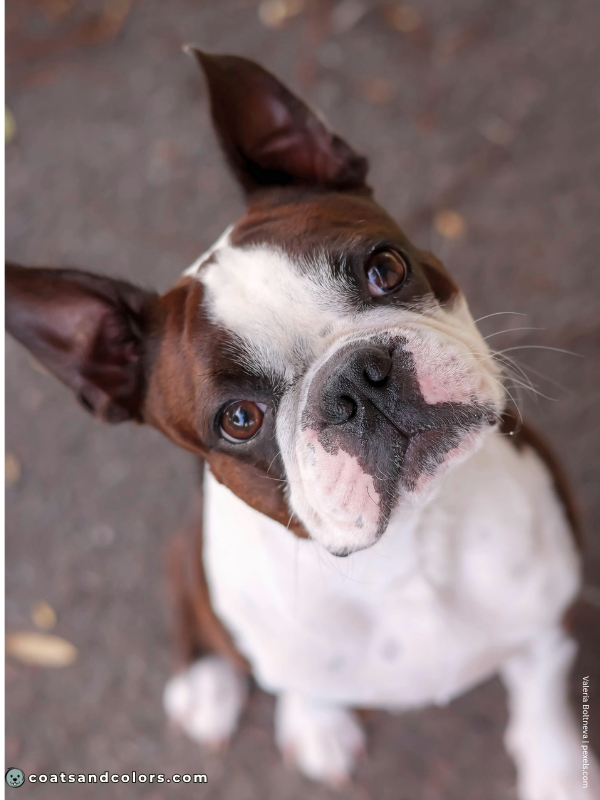 coatsandcolors.com Boston Terrier Colors seal 3
