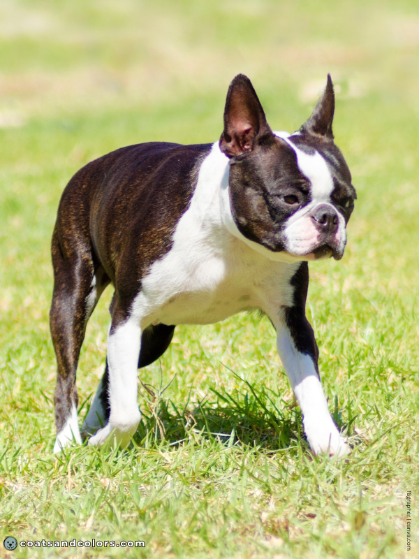 coatsandcolors.com Boston Terrier Colors seal brindle 1