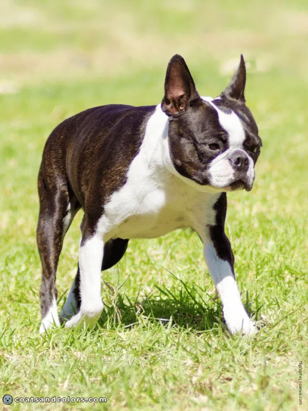 coatsandcolors.com Boston Terrier Colors seal brindle 1