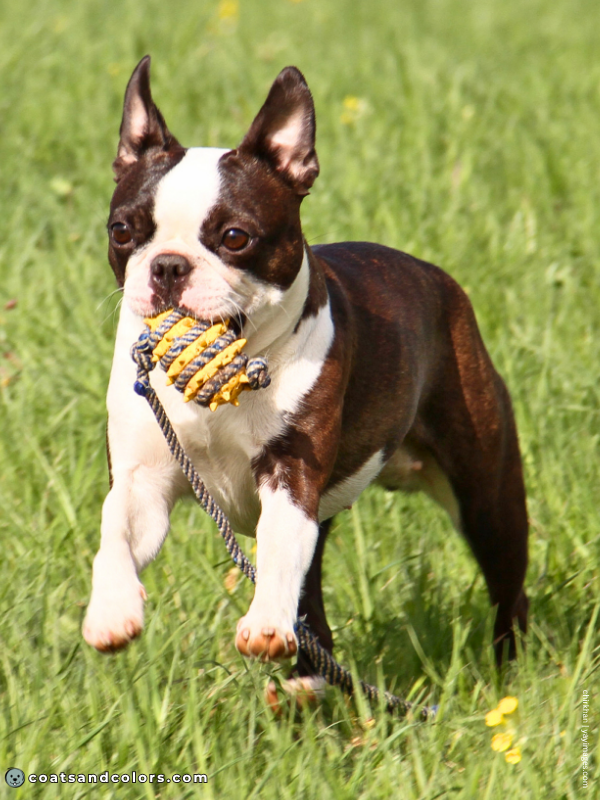 coatsandcolors.com Boston Terrier Colors seal brindle 3