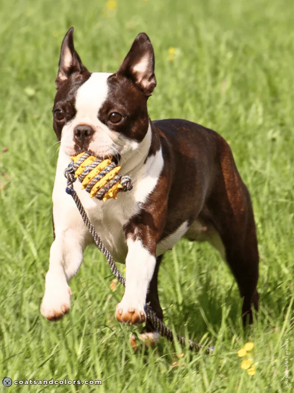 coatsandcolors.com Boston Terrier Colors seal brindle 3
