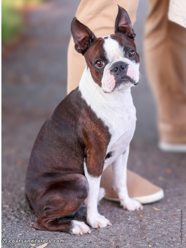 coatsandcolors.com Boston Terrier Colors seal brindle white 1