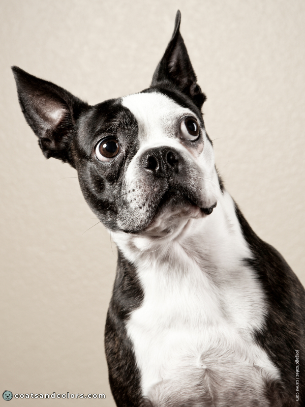 coatsandcolors.com Boston Terrier Colors split face 1