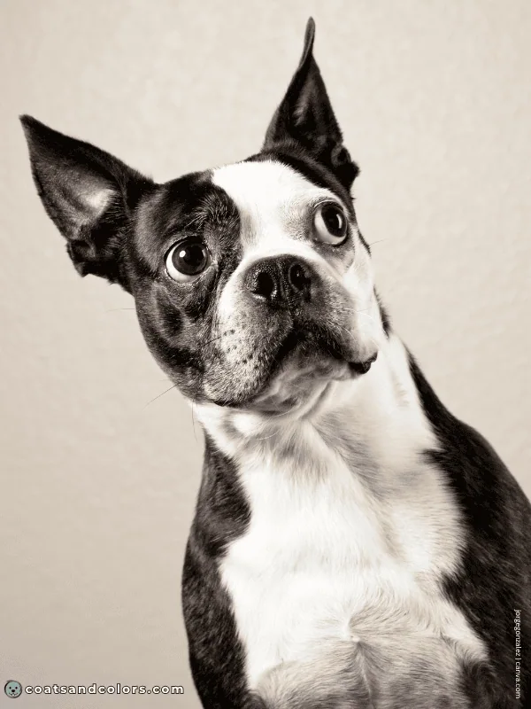 coatsandcolors.com Boston Terrier Colors split face 1