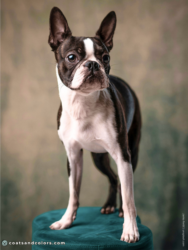 coatsandcolors.com Boston Terrier Colors standing
