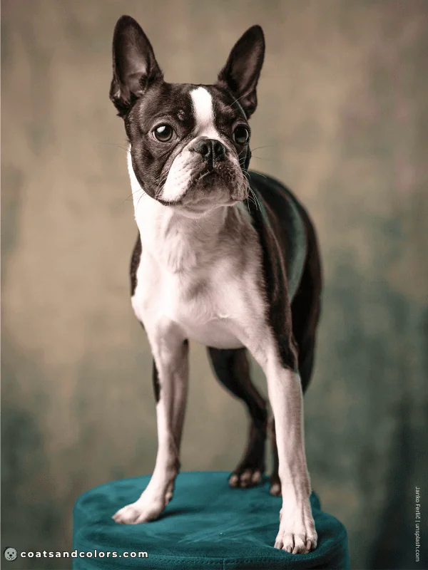 coatsandcolors.com Boston Terrier Colors standing