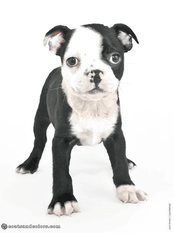 coatsandcolors.com Boston Terrier Colors to much white