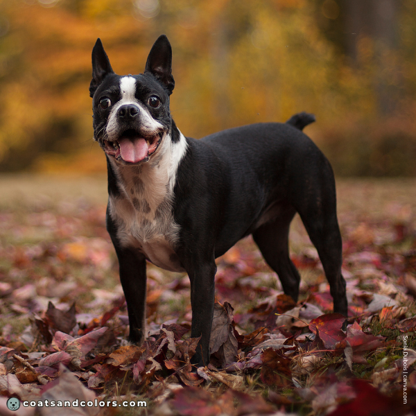 coatsandcolors.com Boston Terrier Colors tuxedo 3