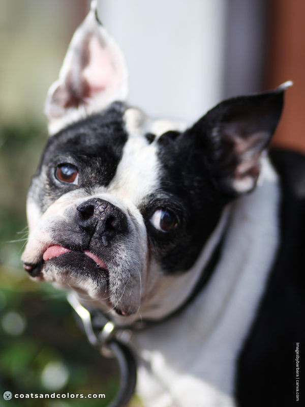 coatsandcolors.com Boston Terrier Colors white ear