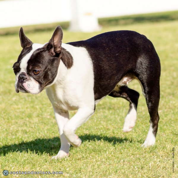 coatsandcolors.com Boston Terrier Colors white front legs