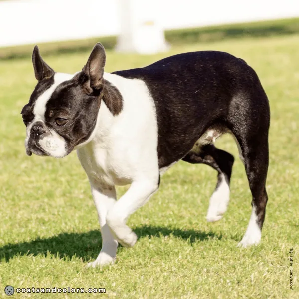 coatsandcolors.com Boston Terrier Colors white front legs