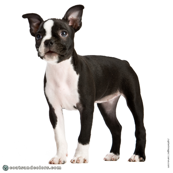 coatsandcolors.com Boston Terrier Colors white markings 1