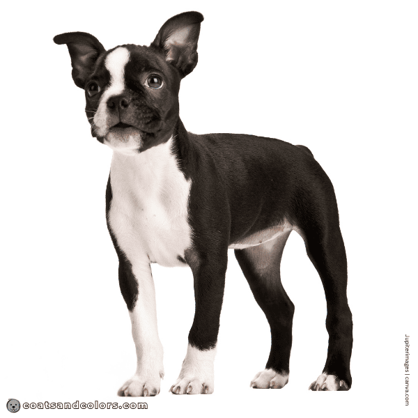 coatsandcolors.com Boston Terrier Colors white markings 1