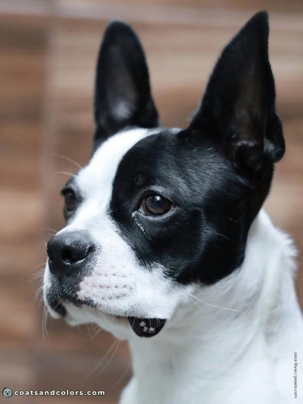 coatsandcolors.com Boston Terrier Colors white muzzle 1