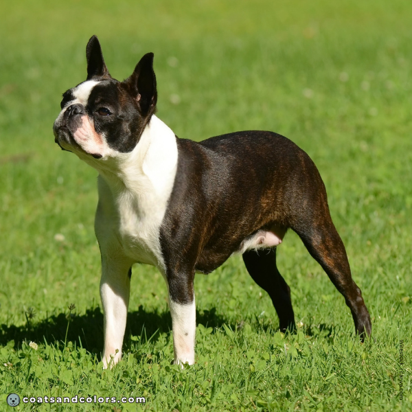 coatsandcolors.com Boston Terrier Colors white tuxedo 4