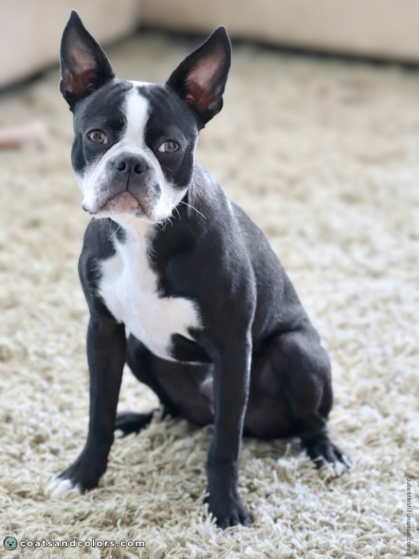 coatsandcolors.com Boston Terrier Colors whitehead pattern 2