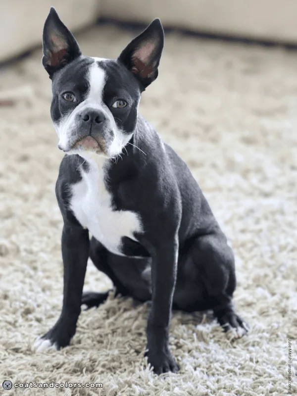 coatsandcolors.com Boston Terrier Colors whitehead pattern 2