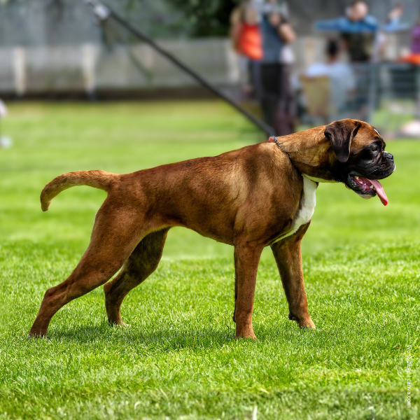 coatsandcolors.com Boxer Colors Ay fawn tipped