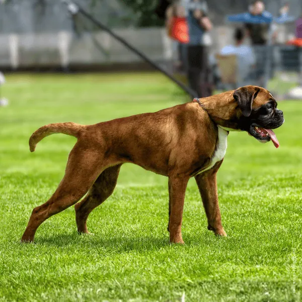 coatsandcolors.com Boxer Colors Ay fawn tipped