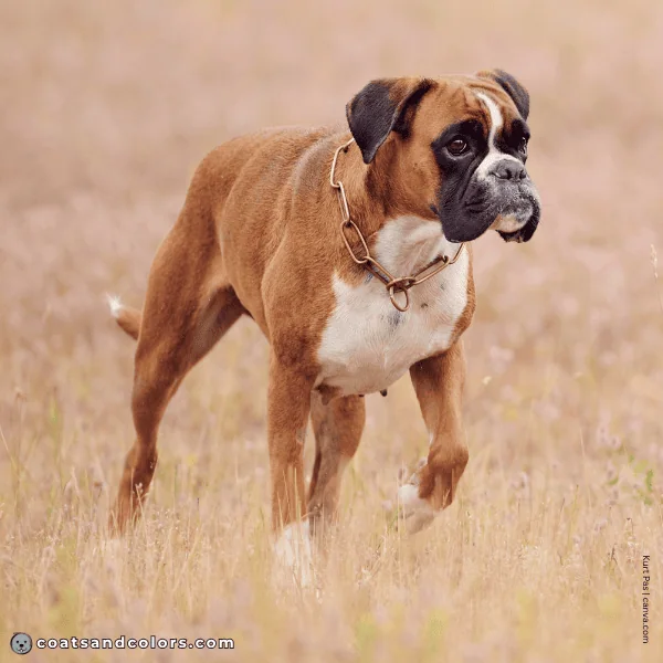 coatsandcolors.com Boxer Colors Ay fawn