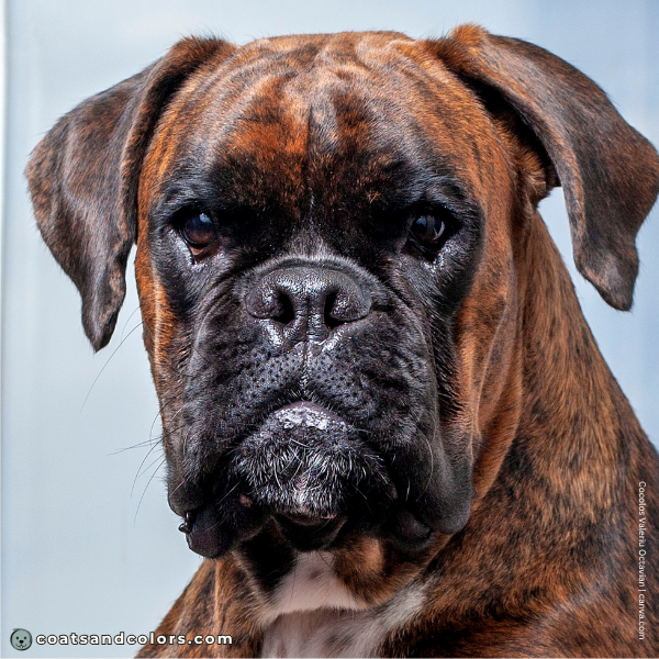 coatsandcolors.com Boxer Colors base color black