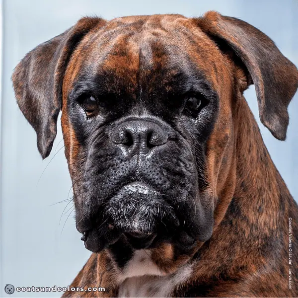 coatsandcolors.com Boxer Colors base color black