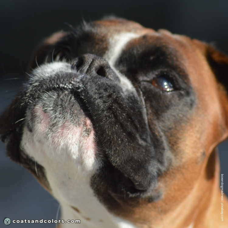 coatsandcolors.com Boxer Colors black nose 2