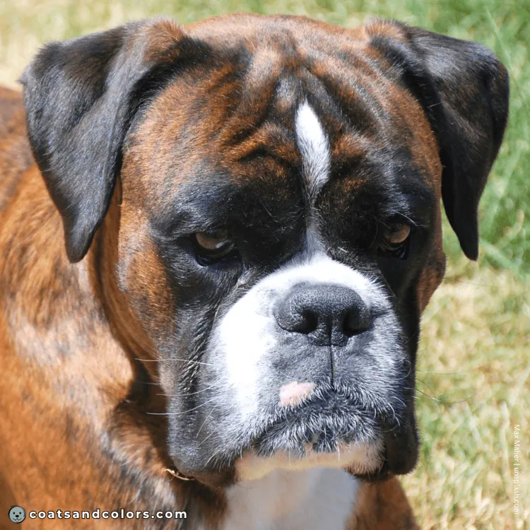 coatsandcolors.com Boxer Colors black nose 3