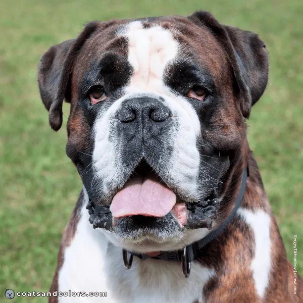 coatsandcolors.com Boxer Colors blaze 1