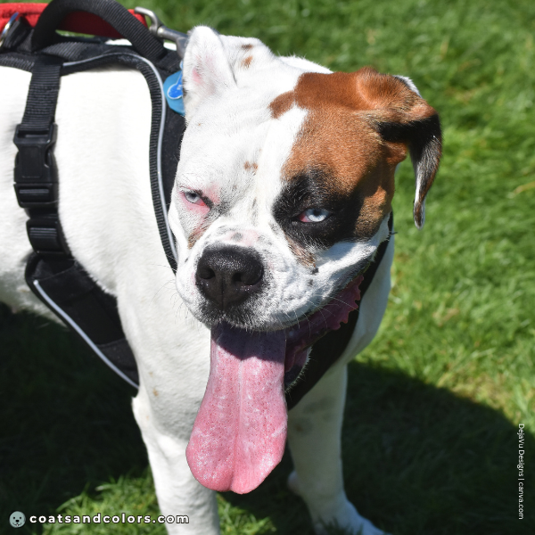 coatsandcolors.com Boxer Colors blue eyes 2