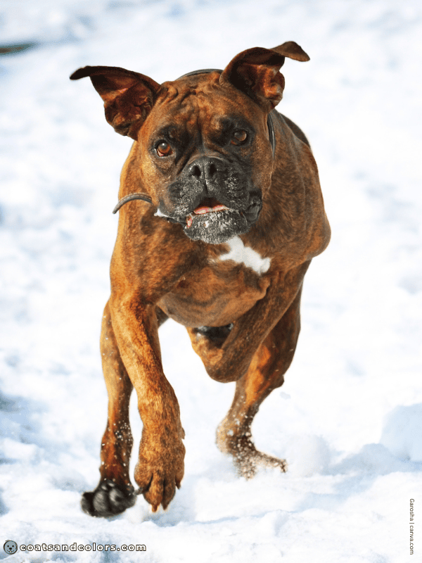 coatsandcolors.com Boxer Colors brindle 2