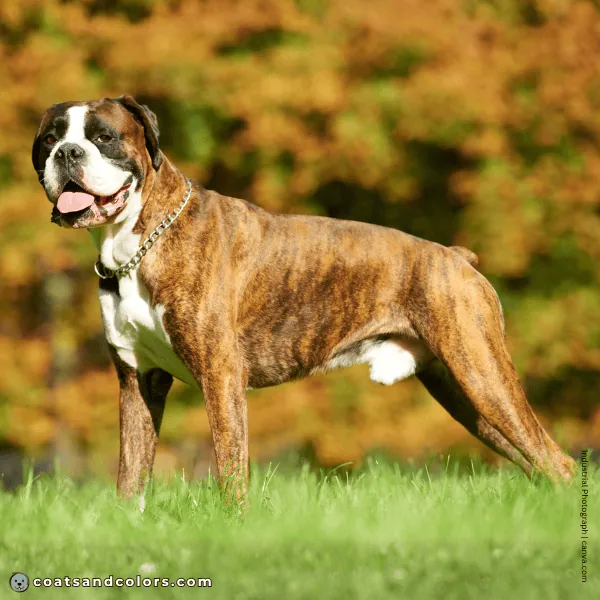 coatsandcolors.com Boxer Colors brindle red intensity
