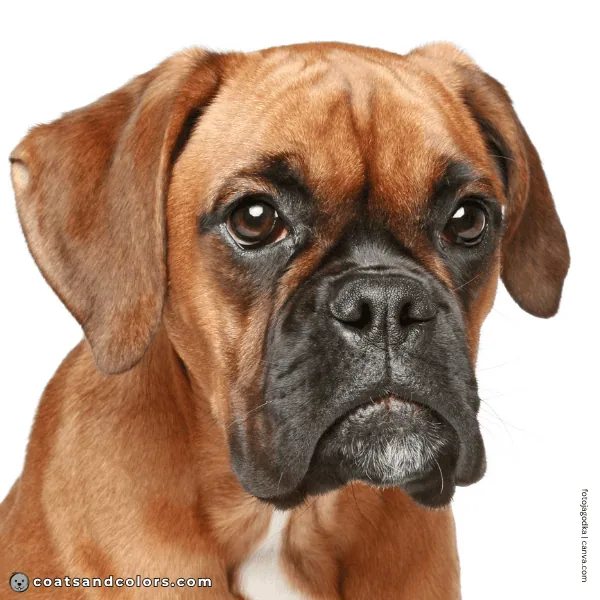 coatsandcolors.com Boxer Colors brown eyes 2