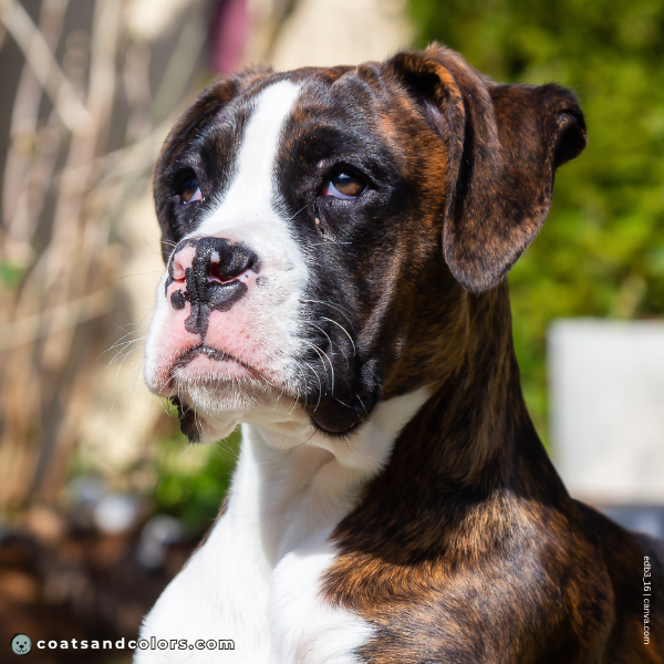coatsandcolors.com Boxer Colors buttefly pink nose older puppy