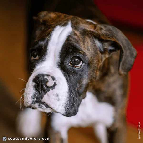 coatsandcolors.com Boxer Colors butterfly nose puppy