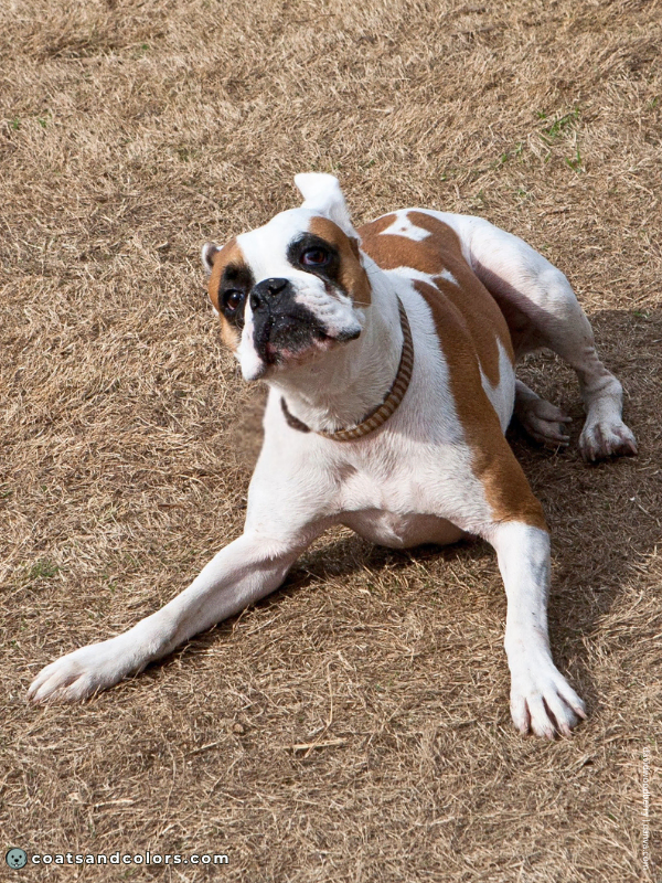 coatsandcolors.com Boxer Colors check 3