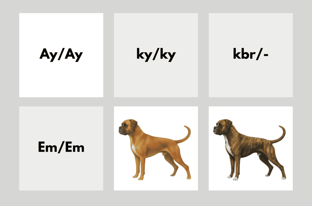 coatsandcolors.com Boxer Colors color chart