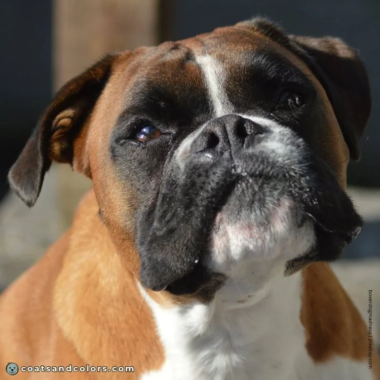 coatsandcolors.com Boxer Colors eye color 1