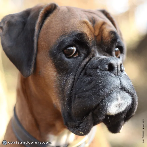 coatsandcolors.com Boxer Colors eye color 3