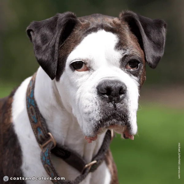 coatsandcolors.com Boxer Colors face white pink eye rims