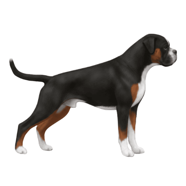 coatsandcolors.com Boxer Colors faulty color tricolor