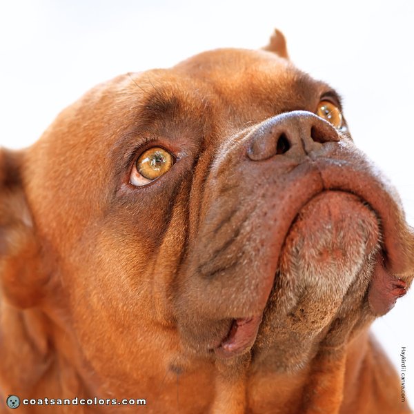 coatsandcolors.com Boxer Colors faulty colors liver