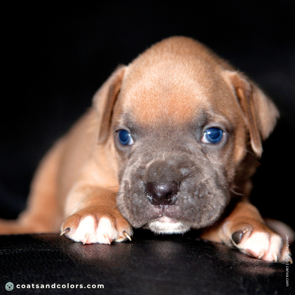 coatsandcolors.com Boxer Colors faulty colors blue fawn