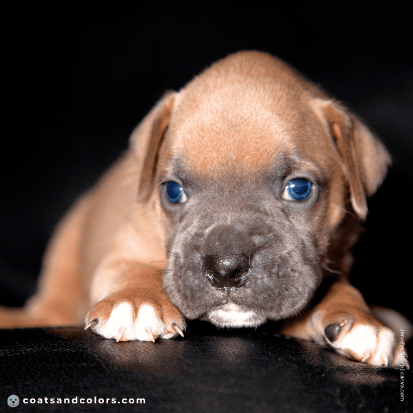 coatsandcolors.com Boxer Colors faulty colors blue fawn