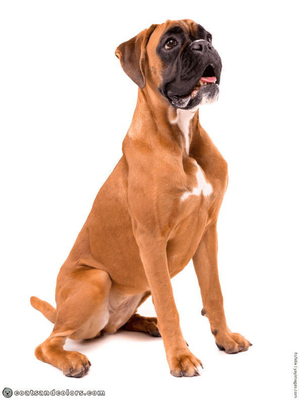 coatsandcolors.com Boxer Colors fawn 3