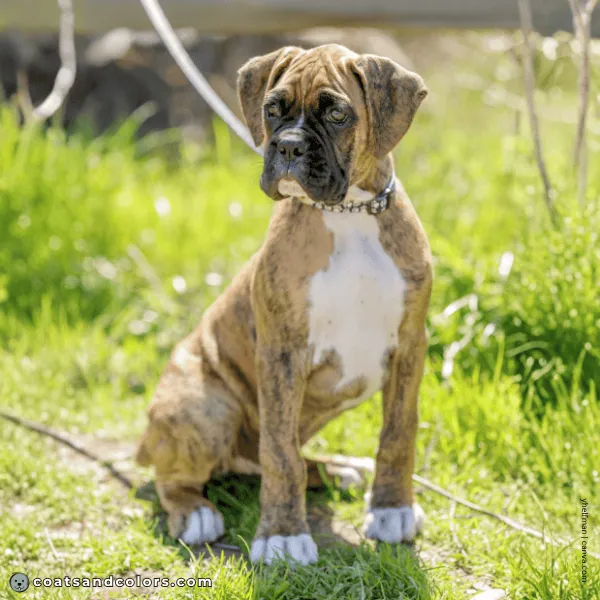 coatsandcolors.com Boxer Colors fawn brindle 2