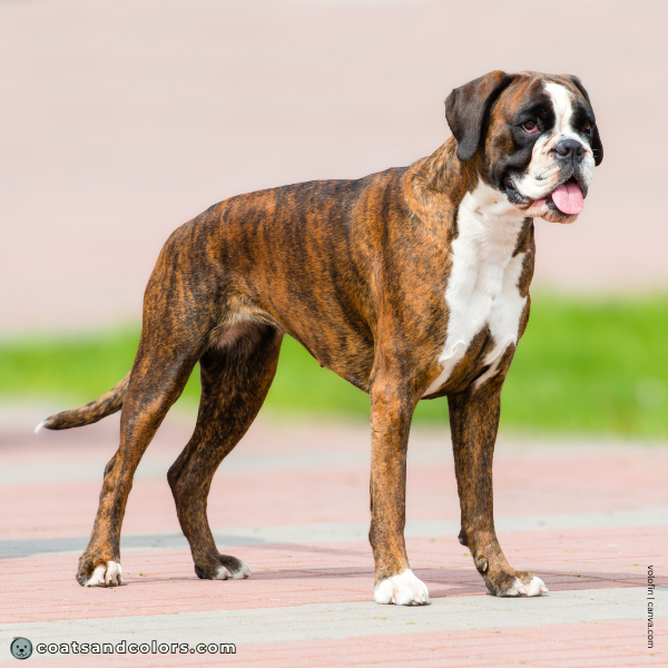 coatsandcolors.com Boxer Colors flashy 1