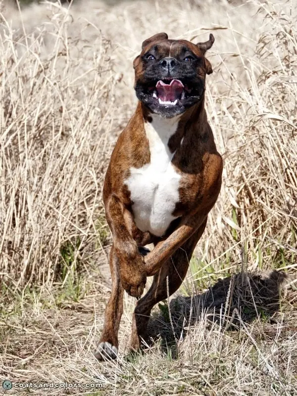 coatsandcolors.com Boxer Colors flashy brindle 2