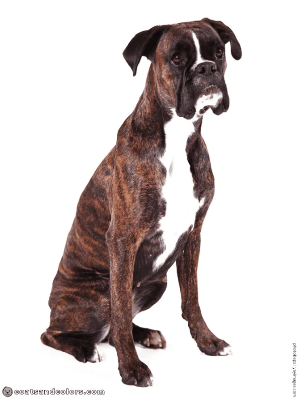 coatsandcolors.com Boxer Colors flashy brindle 4