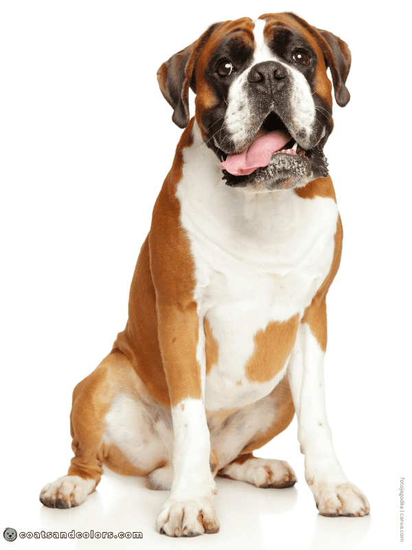 coatsandcolors.com Boxer Colors flashy fawn 2